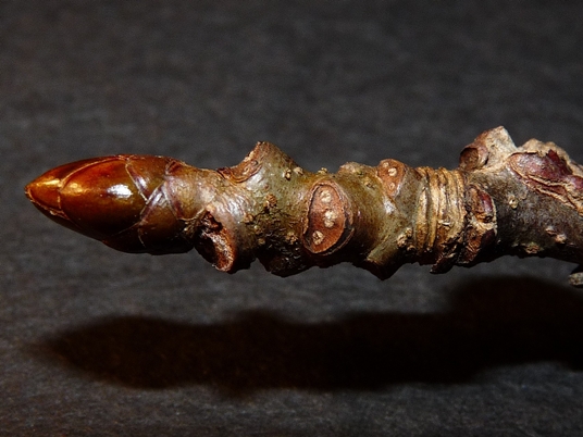 {Liquidambar styraciflua}